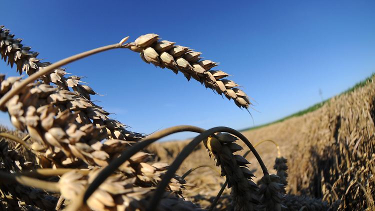 Die Landwirtschaft in Deutschland wird sich an die neue Klimasituation anpassen müssen, sagt Bodenexperte Tobias Weber.