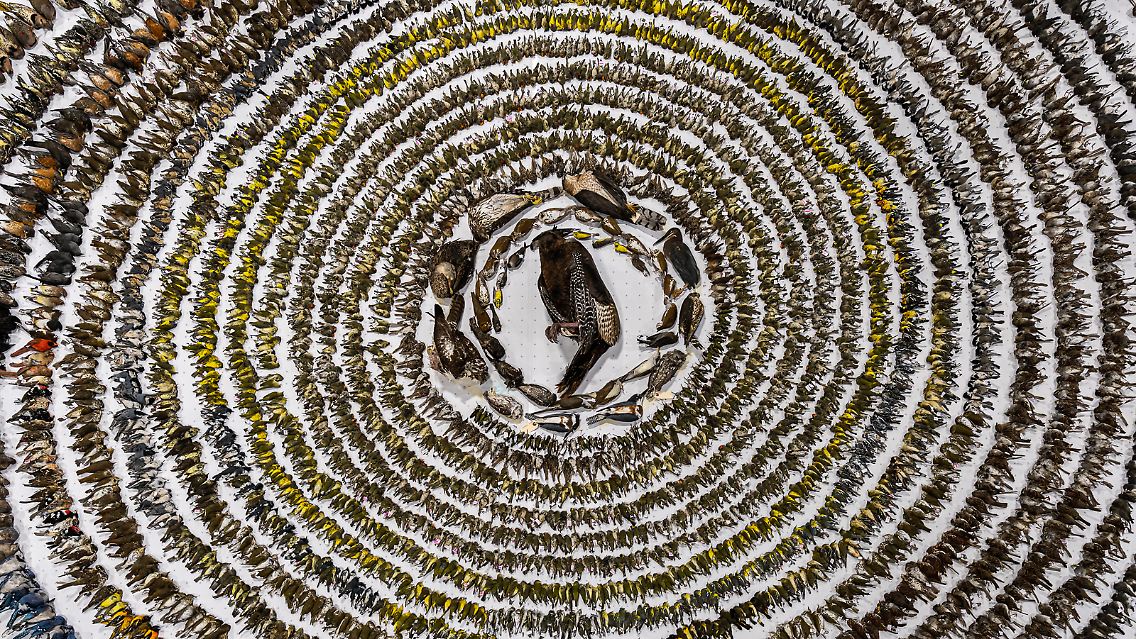 … Patricia Homonylo aus Kanada für ihre Aufnahme "When Worlds Collide" (Wenn Welten kollidieren). Das Foto zeigt mehr als 4000 Vögel, die in Toronto mit Fenstern kollidiert sind.