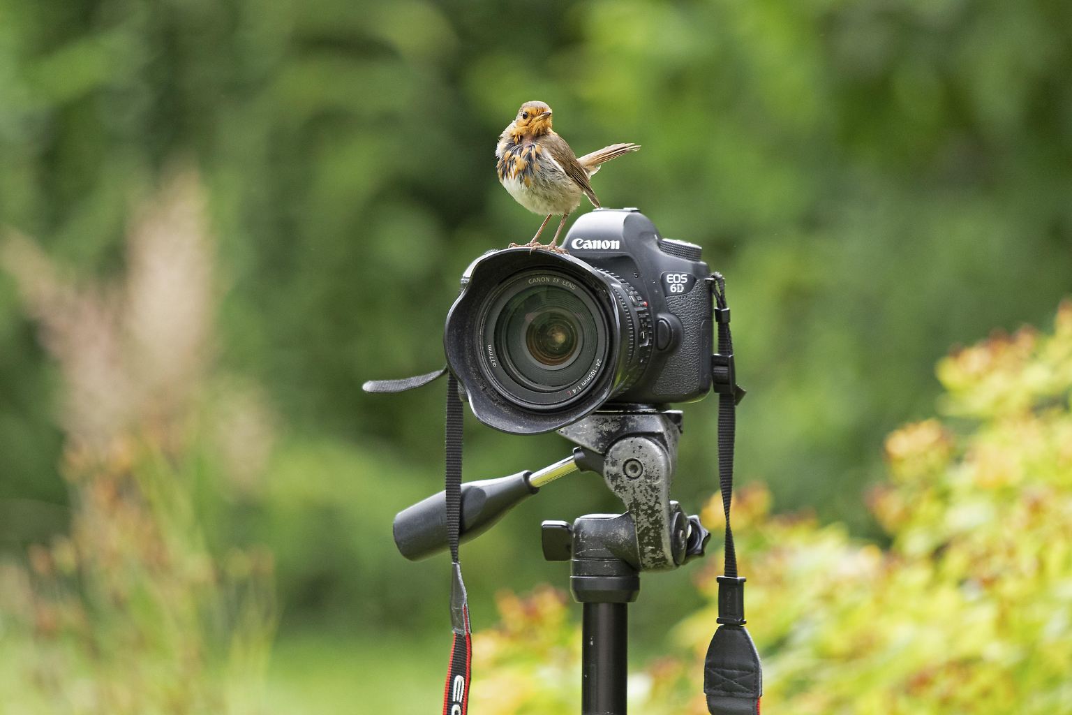 Es ist wieder so weit: Die Vogelfotografien des Jahres wurden gekürt. Den Titel "Vogelfotografin 2024" schnappt sich dieses Mal … 