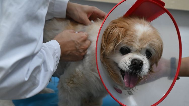 Traditionelle Chinesische Medizin wird auch von Tierbesitzern für ihre vierbeinigen Lieblinge nachgefragt. Hier bekommt Baobao Akupunkturnadeln gesetzt