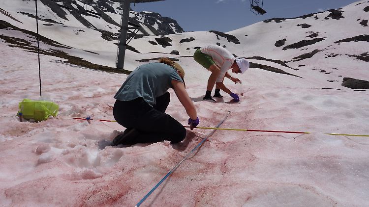 Forscher entnehmen Algenproben von Blutschnee im französischen Nationalpark Vanoise. 