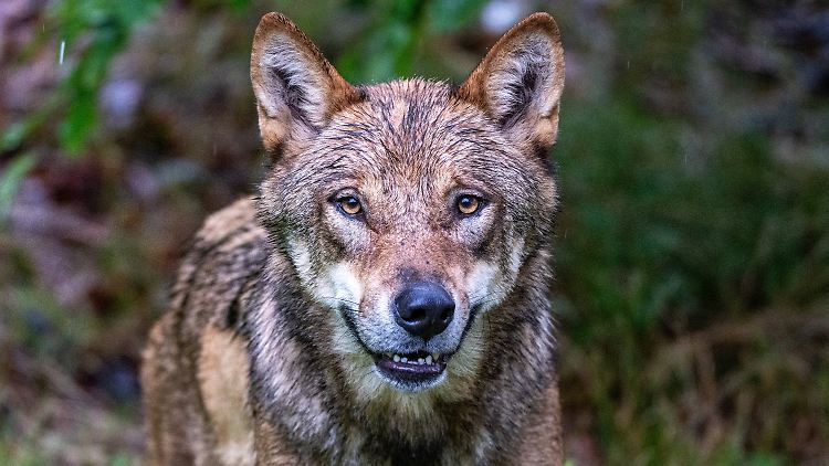 Im Monitoringjahr 2022/2023 wurden laut dem Umweltministerium rund 1400 Wölfe in Deutschland nachgewiesen. 