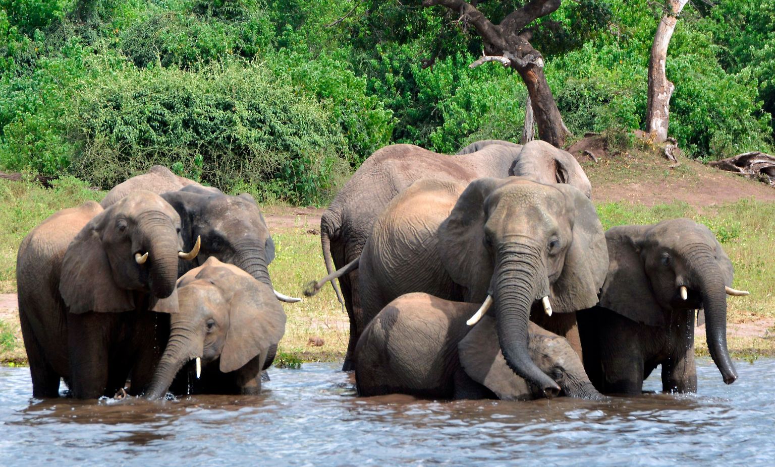 Spinnen, Kraken, Marder: Das sind die schlausten Tiere der Welt - n-tv.de