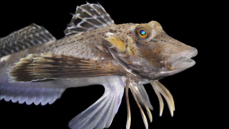 Der Knurrhahn ist ein besonderer Fisch, der in fast allen Weltmeeren vorkommt.