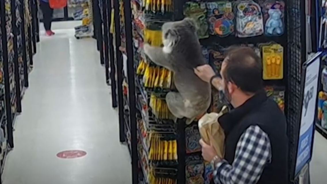 koala.JPG