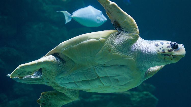 Eine Unechte Karettschildkröte im Meeresmuseum in Stralsund.