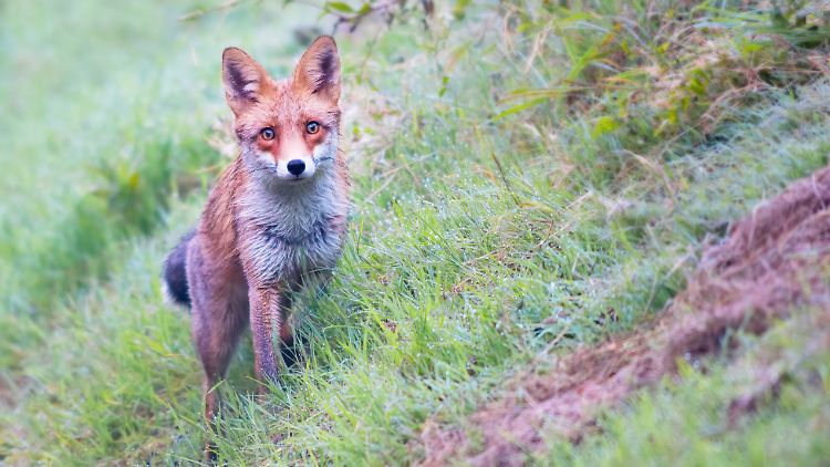Der schlaue Fuchs kann unterscheiden, ob es sich bei einem Menschen um einen harmlosen Spaziergänger oder einen gefährlichen Jäger handelt.
