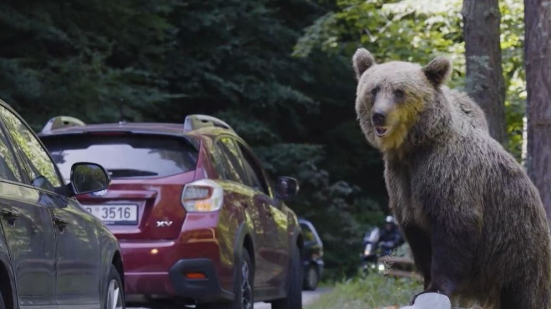 bär.JPG