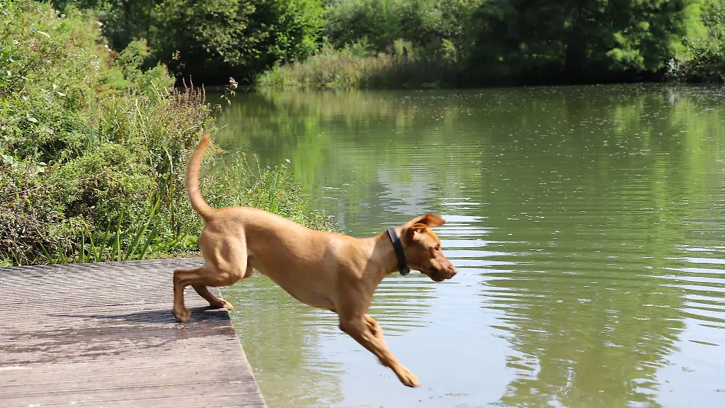 Labrador-Mischling-Cooper-springt-in-einen-See-in-Bergisch-Gladbach