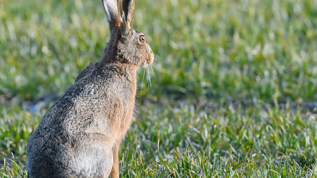 Ein-Feldhase-hockt-in-einem-vom-Morgentau-nassen-Getreidefeld