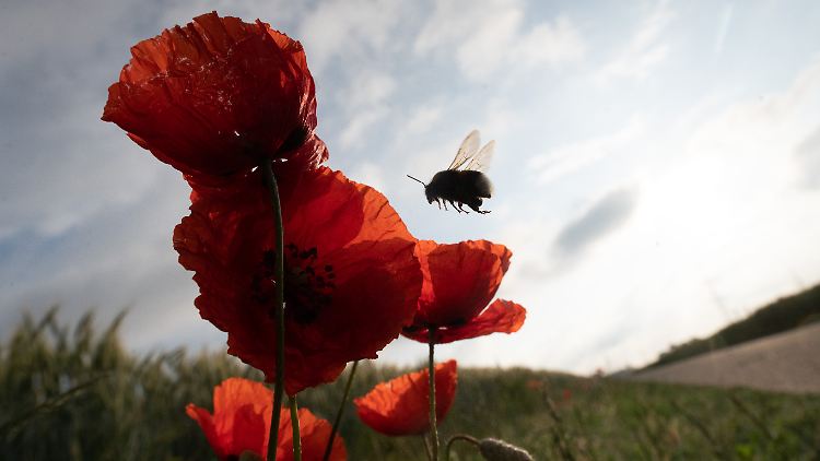 Die Vielfalt der Insekten ist dem Bericht zufolge stark gesunken.