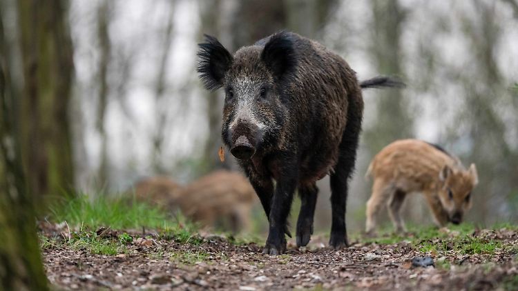 Besondere Vorsicht ist bei Wildschweinmüttern geboten – sie verteidigen ihre Jungen, wenn sie sich bedroht fühlen.