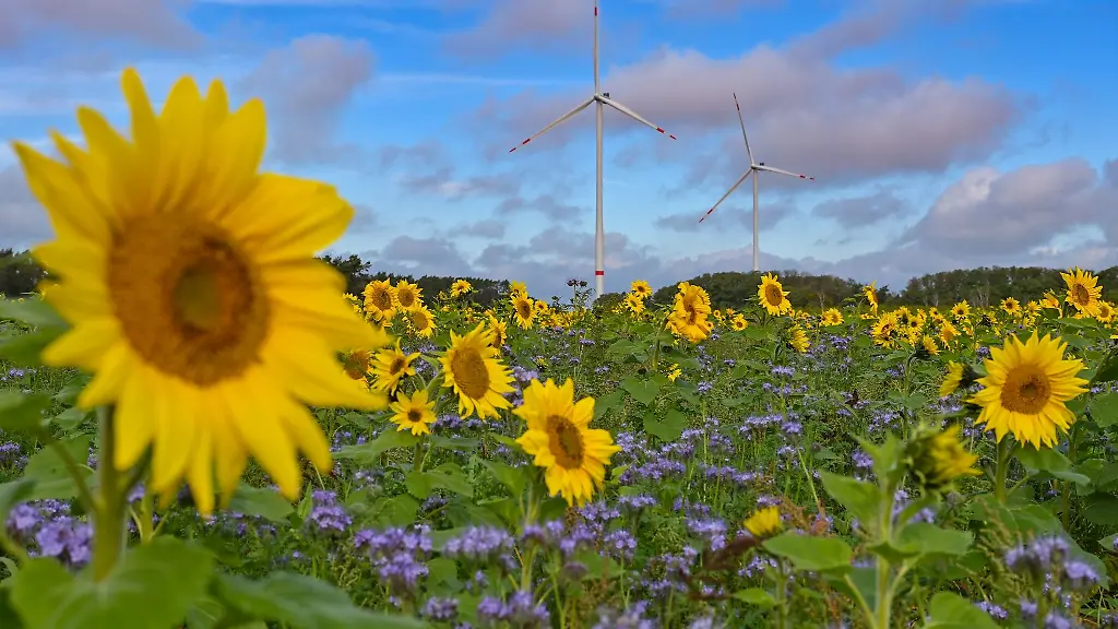 Gelbe-Sonnenblumen-und-lila-bluehende-Phacelia-stehen-auf-einem-Feld