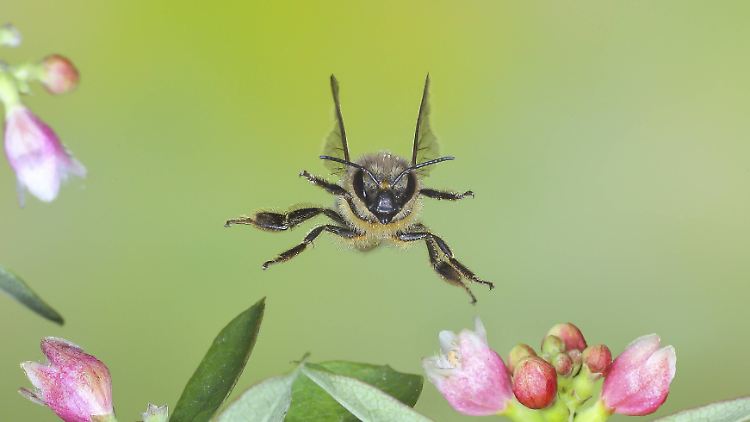 Die Arbeiterinnen der Honigbiene sind unablässig auf der Suche nach Blütenpollen und -nektar.