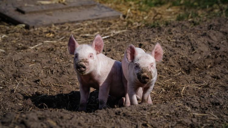 Schweine lieben Matsch und Schlamm, um sich gegen Sonne und Insekten zu schützen.