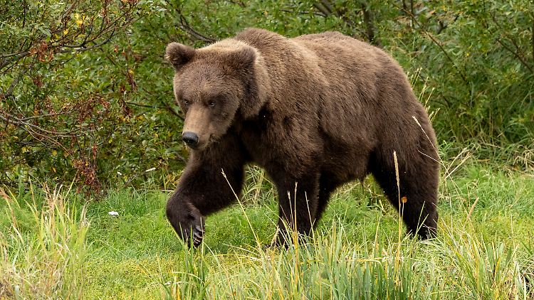 Fat_Bear_Wahl_83646301.jpg