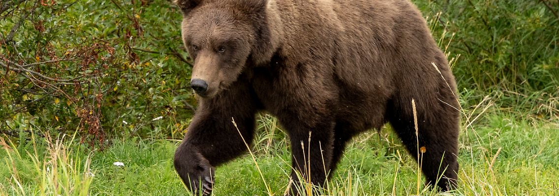Fat_Bear_Wahl_83646301.jpg