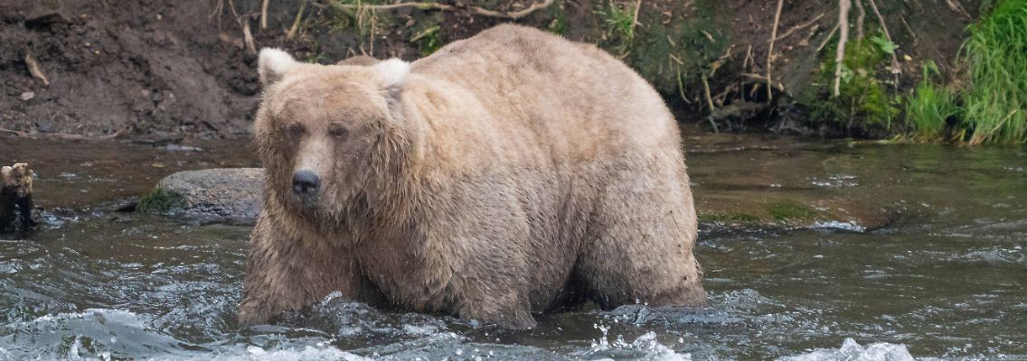 Fat_Bear_Wahl_83641360.jpg