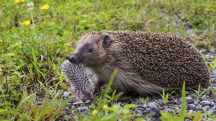 Igel gehören zu den besonders geschützten Arten.
