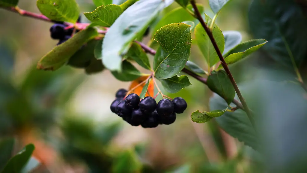 Reife-Aroniabeeren-haengen-auf-einer-Plantage-von-Obstbau-Goernitz-in-Coswig