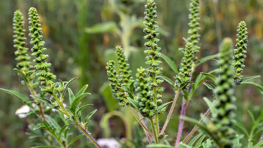 Beifuss-Ambrosien-in-einem-Sonnenblumenfeld