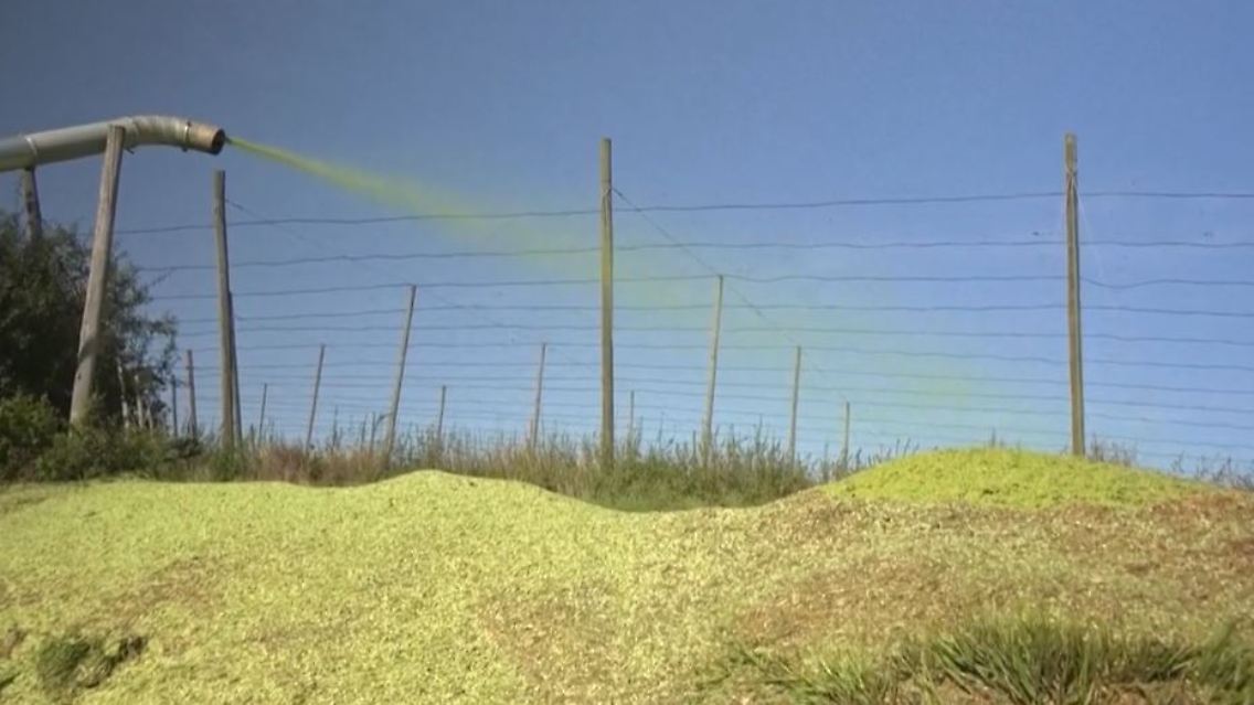 hopfen1.JPG