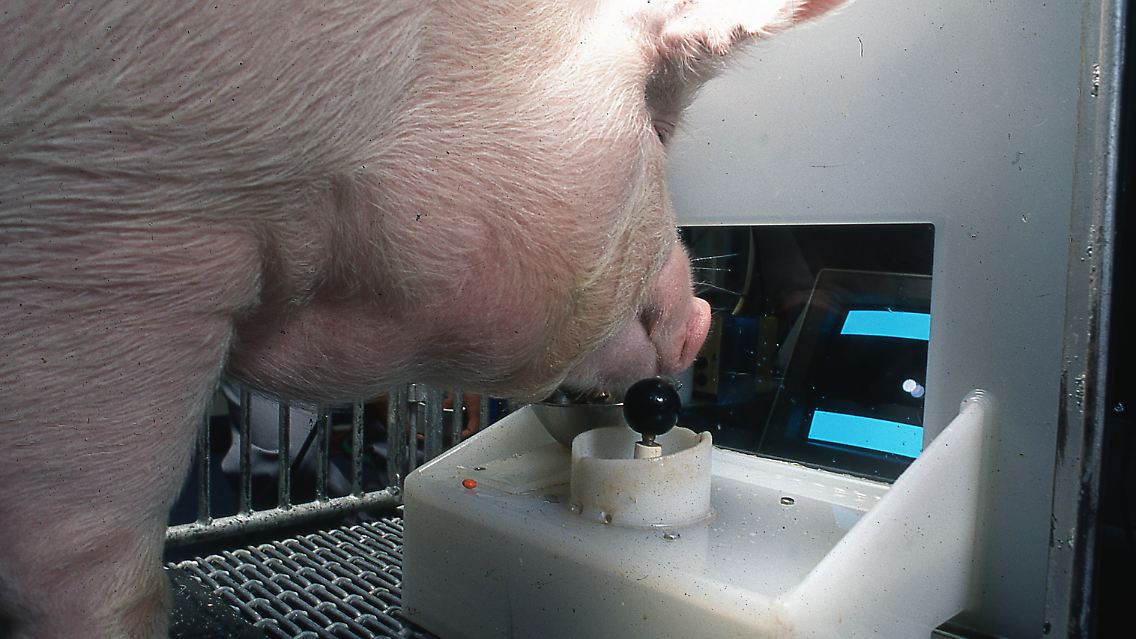... einfache Videospiele spielen können, wie vier Schweine am Center for Animal Welfare Research der Purdue University bewiesen haben.