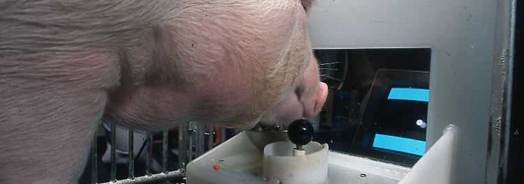 ... einfache Videospiele spielen können, wie vier Schweine am Center for Animal Welfare Research der Purdue University bewiesen haben.