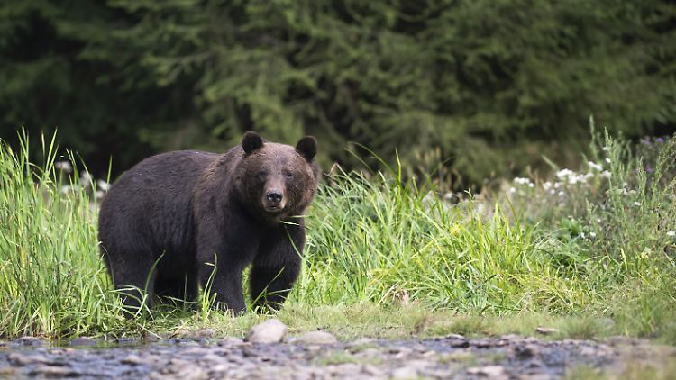 In der Slowakei gibt es Schätzungen zufolge rund 1300 Braunbären.
