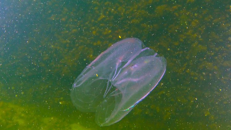 Die Meerwalnuss Mnemiopsis leidyi, die zu den Rippenquallen gehört, hat besondere Fähigkeiten.