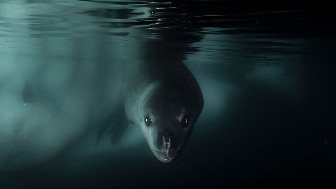 In der Kategorie "Unterwasser" kann Matthew Smith überzeugen. Er fotografierte unter dem Eis der Arktis einen neugierigen Seeleoparden. Mehrmals schwamm das Tier ganz nah an ihn heran, "als es direkt in die Linse schaute, wusste ich, dass ich etwas Gutes gefunden hatte", so Smith.