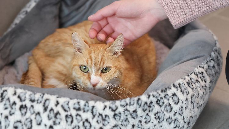 An die Berührungen müssen sich vor allem Streuner oder verwaiste Katzen erst gewöhnen.