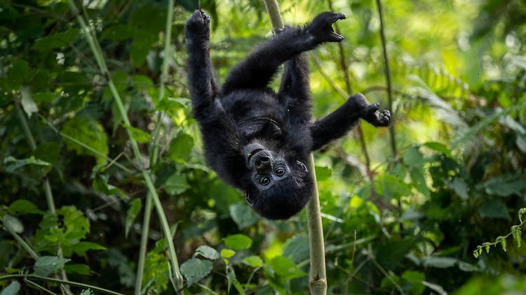 Ein einjähriges Berggorillababy hängt kopfüber an einem Ast im Regenwald des Bwindi Impenetrable Nationalparks im Südwesten des Landes. 