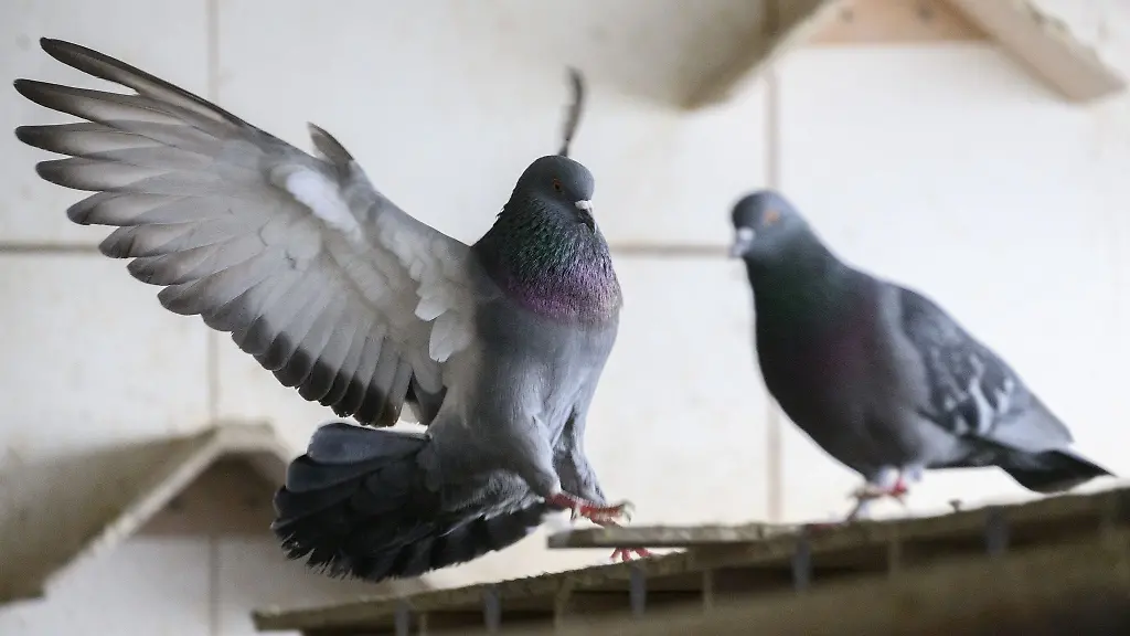 Eine-Taube-fliegt-im-Taubenschlag-umher