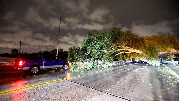 Autofahrer versuchen einen umgefallenen Baum in Tampa zu umfahren.
