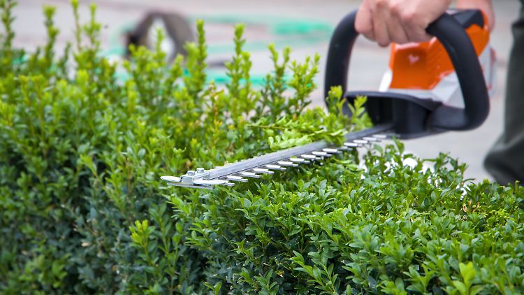 Im Herbst sollten Gartenbesitzer ihre Hecken stutzen.