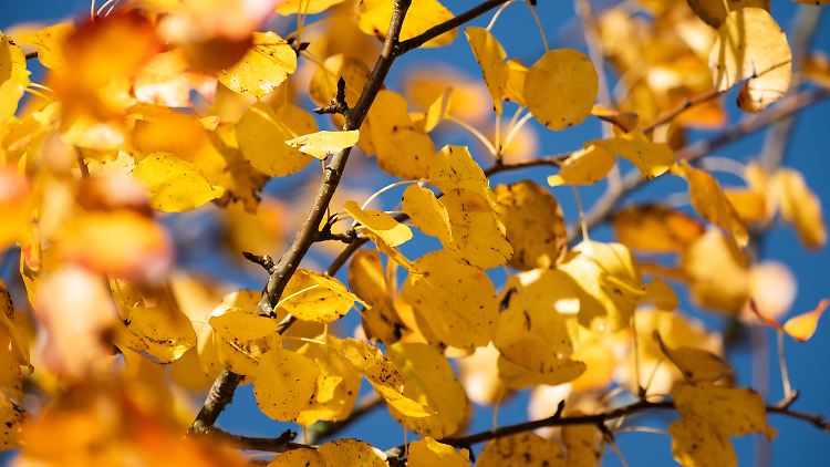 Auch der Herbst hat schöne Tage.