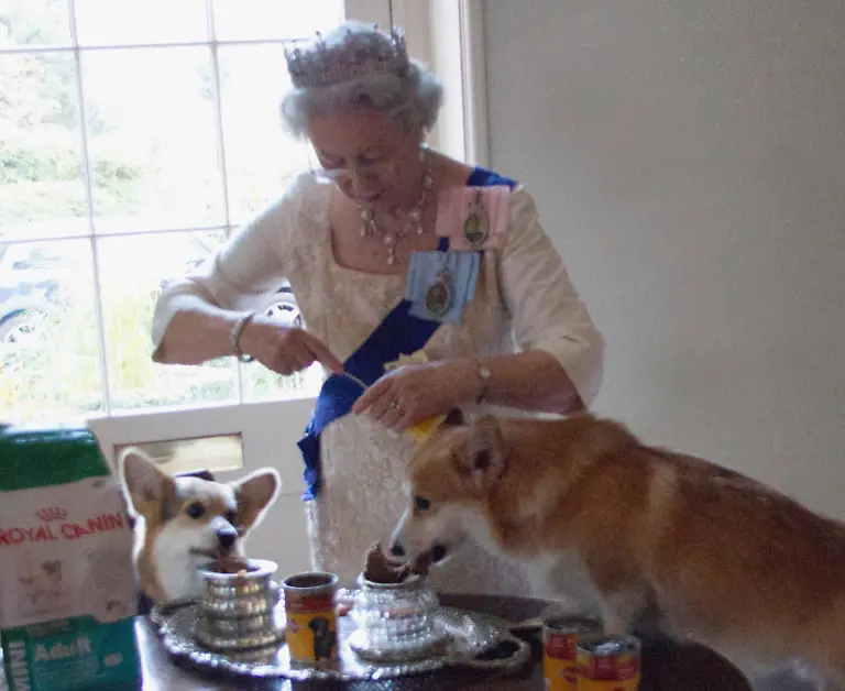 Queen-Feeding-her-Corgis