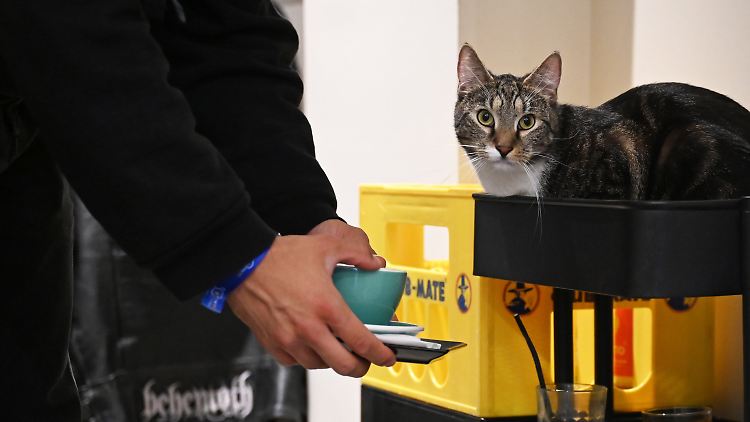 Kater Simba liegt im Berliner Katzencafé "Catnip Coffee" am liebsten im Geschirrwagen.