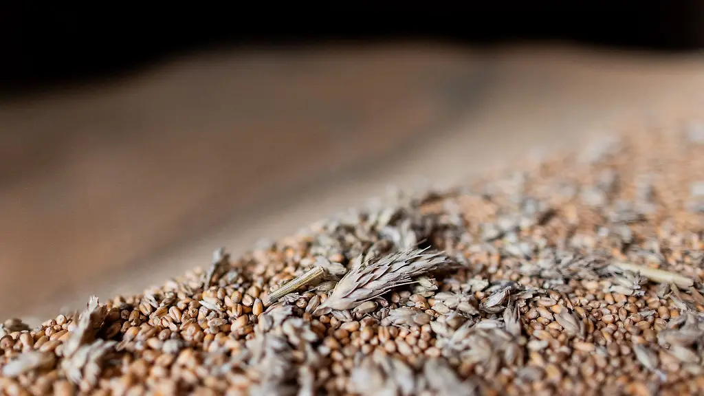 Mangelhaftes-Weizen-das-schon-zu-Keimen-begonnen-hat-liegt-bei-einer-Pressekonferenz-auf-Gut-Marienfeld-in-einer-Scheune
