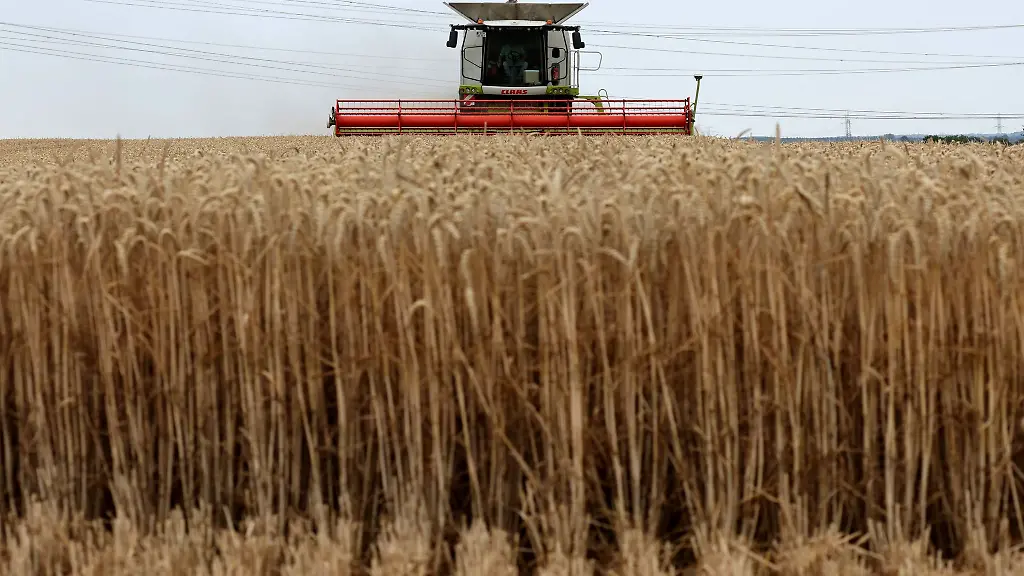 Auf-einem-Feld-wird-Winterweizen-geerntet