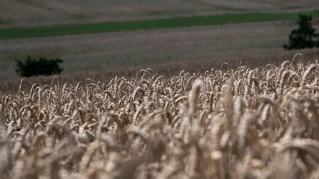 Blick-ueber-ein-Weizenfeld