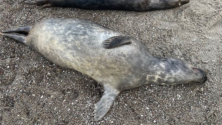 Fünf tote Robben liegen an der Ostküste der Halbinsel Mönchgut auf Rügen. Insgesamt wurden mehr als 20 solcher verendeten Tiere gefunden.