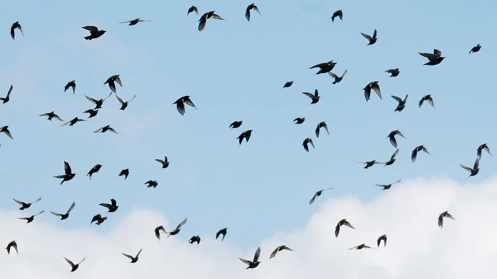 Stare-fliegen-am-Himmel