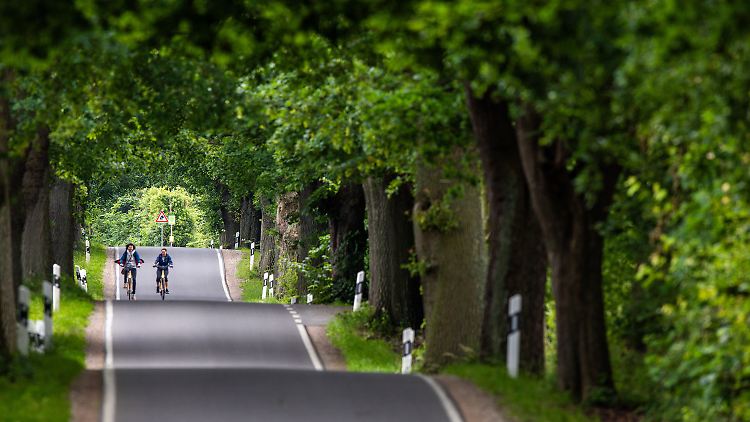 Zwei Radfahrerinnen sind in einer Allee im Biosphärenreservat Schaalsee in Mecklenburg-Vorpommern unterwegs.