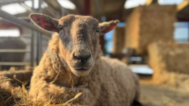 Fiona lebt heute auf der Dalscone Farm.