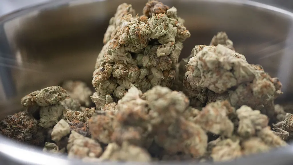 Medizinalcannabis-liegt-in-einem-Reinraum-der-Cansativa-GmbH-in-einer-Schale