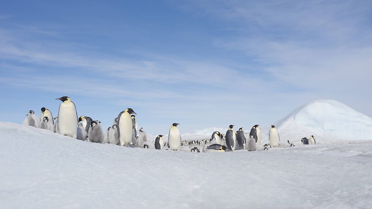 Eisschwund In Der Antarktis Warum Kaiserpinguine Ihre Nachkommen eisschwund-in-der-antarktis-warum-kaiserpinguine-ihre-nachkommen