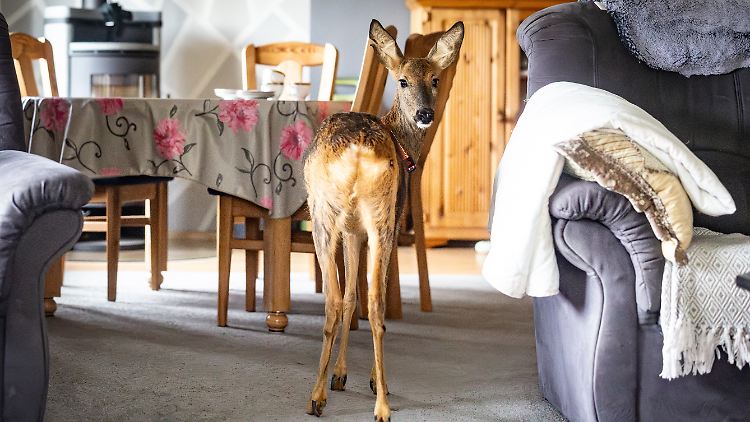 Das zwei Jahre alte Reh Timmi steht im Wohnzimmer des Hauses, in dem es aufgezogen wurde.
