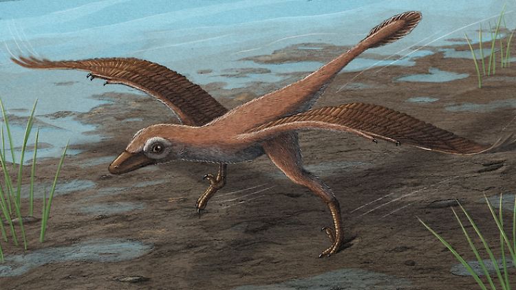 Grafische Rekonstruktion des Microraptors Dromaeosauriformipes rarus.